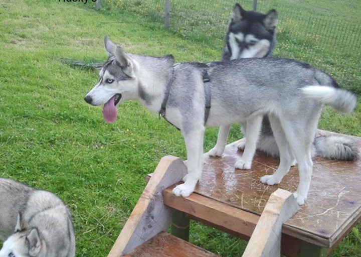 happy_1351731522Lucy 3.jpg