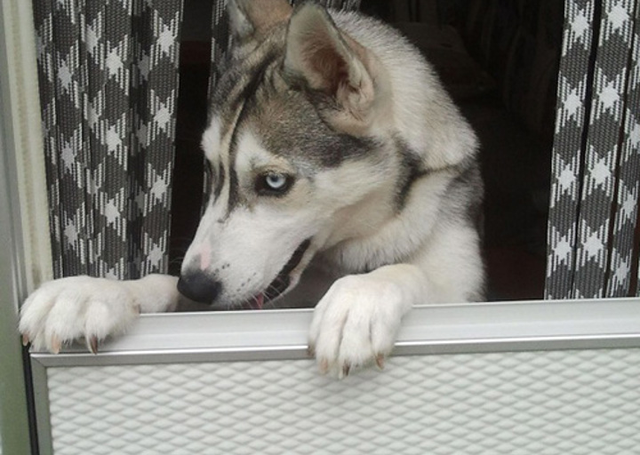 happy_1351731522Lucy 2.jpg