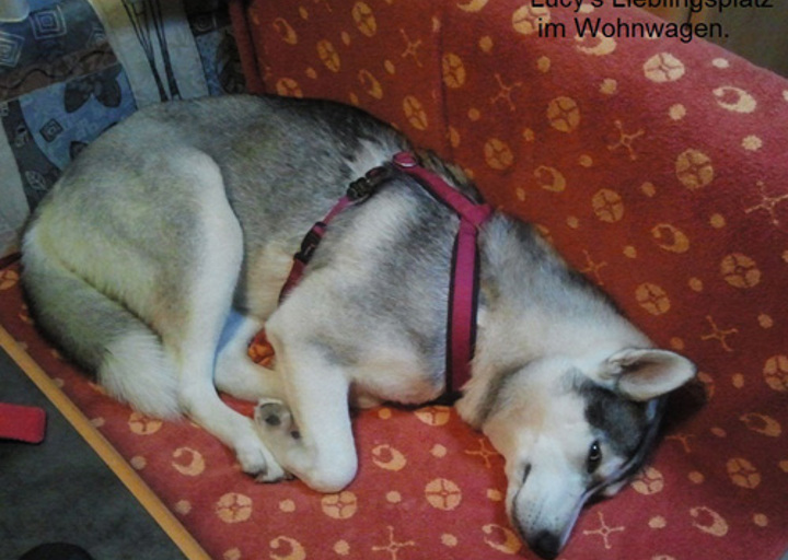 happy_1351731522Lucy 5.jpg