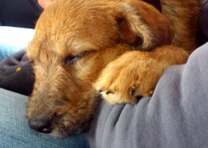 happy_1352664891Juno bei der Heimfahrt.jpg