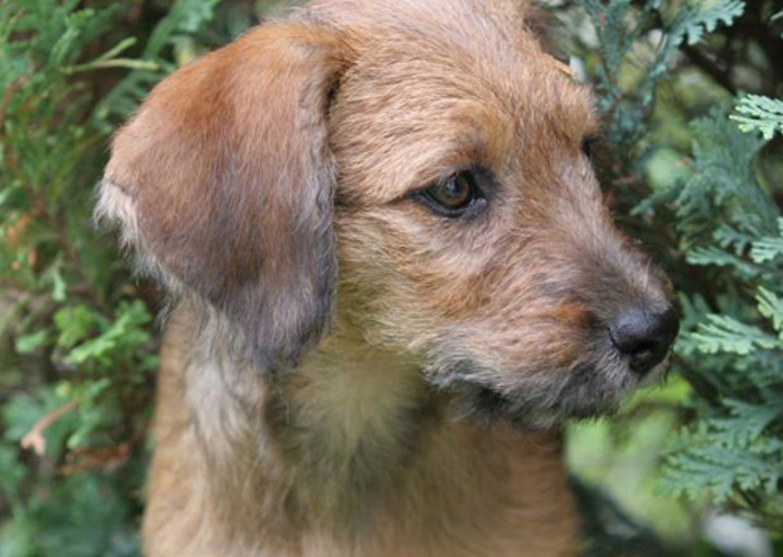 happy_1352664891Juno entdeckt Garten.jpg