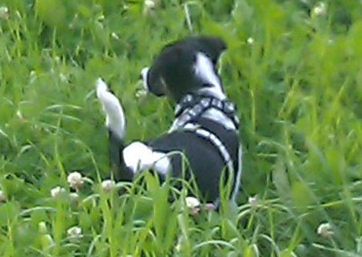 happy_1351453877Bonnie (4).jpg