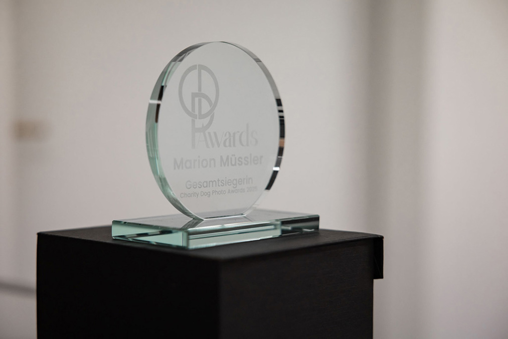 Charitydogphotoaward IMG 9729