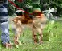 Simon 3 (1)