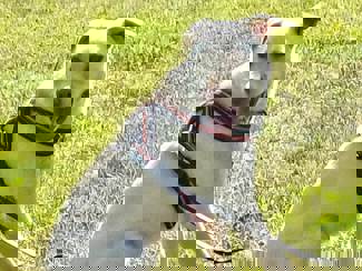 Bonnie 1