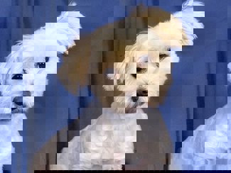 Nicholas 1