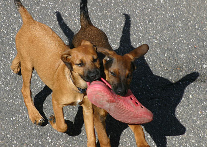 happy_1355876699Grace und Grappa 1.jpg