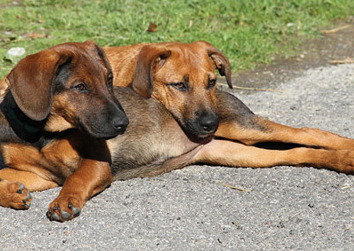 happy_1355876699Grace und Grappa 3.jpg