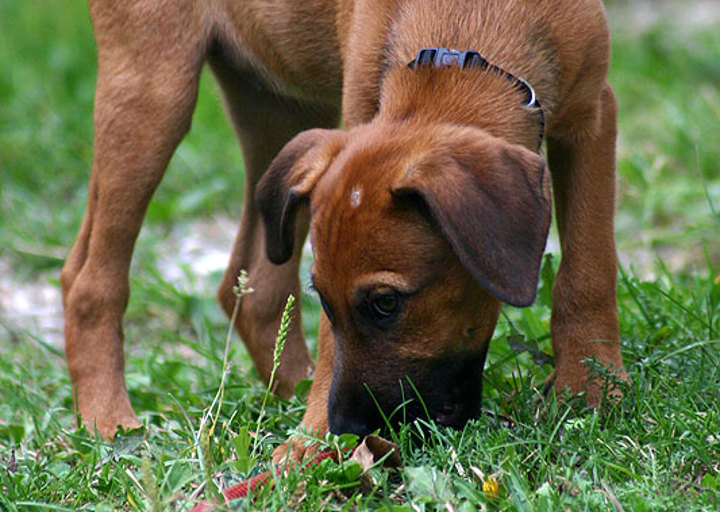 happy_1355876740Grace und Grappa 7.jpg