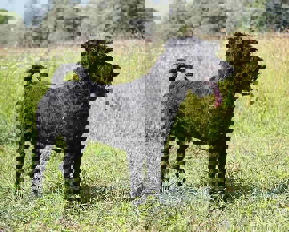 Felix 4