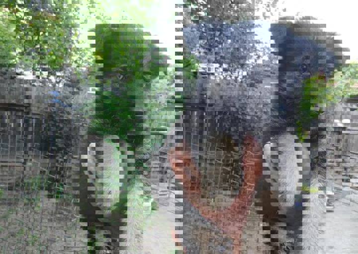 rumaenien_mai_2013_689.jpg