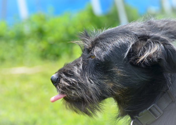 Bessie_DSH_0940.jpg