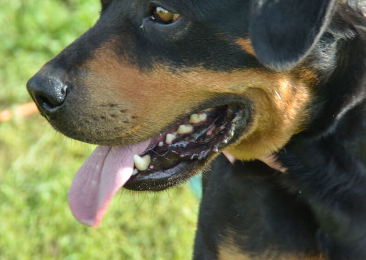 Maya_DSH_3560.jpg