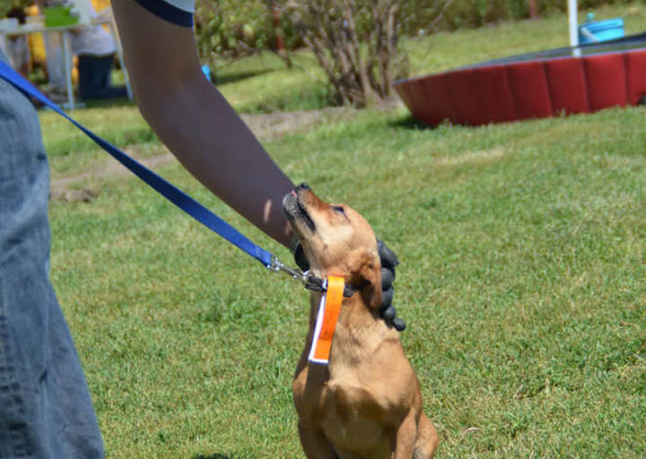 ACA_CareDay_08_16_0126.jpg