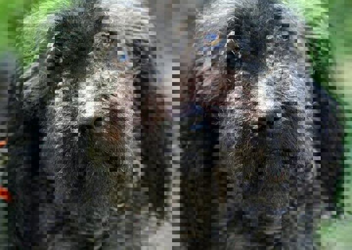 albert.jpg
