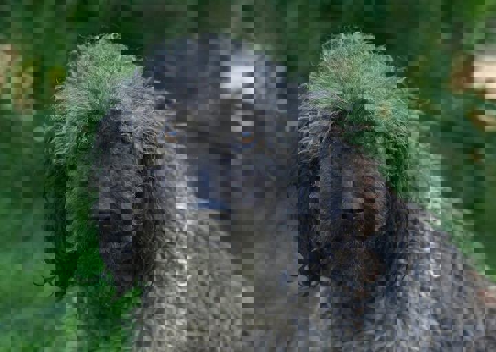 albert3.jpg