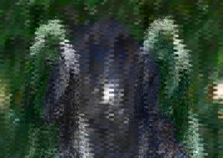 albert4.jpg