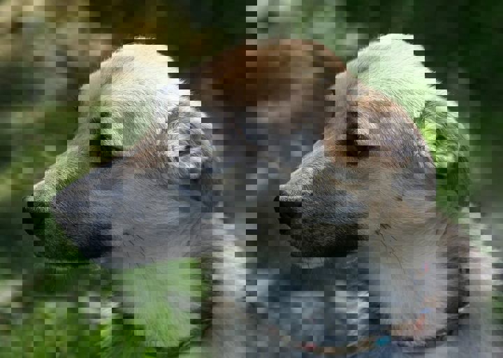 aramis3.jpg