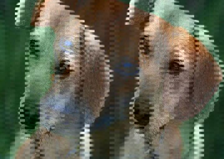 Foxi2.jpg