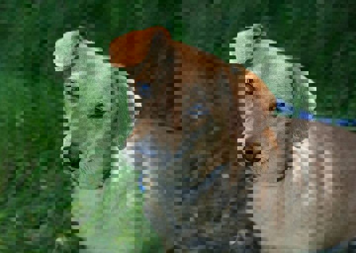 Foxi3.jpg