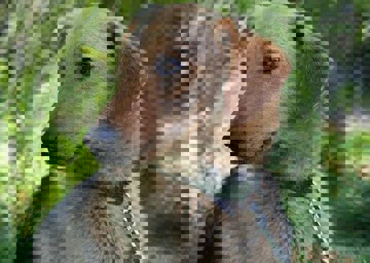 otto.jpg