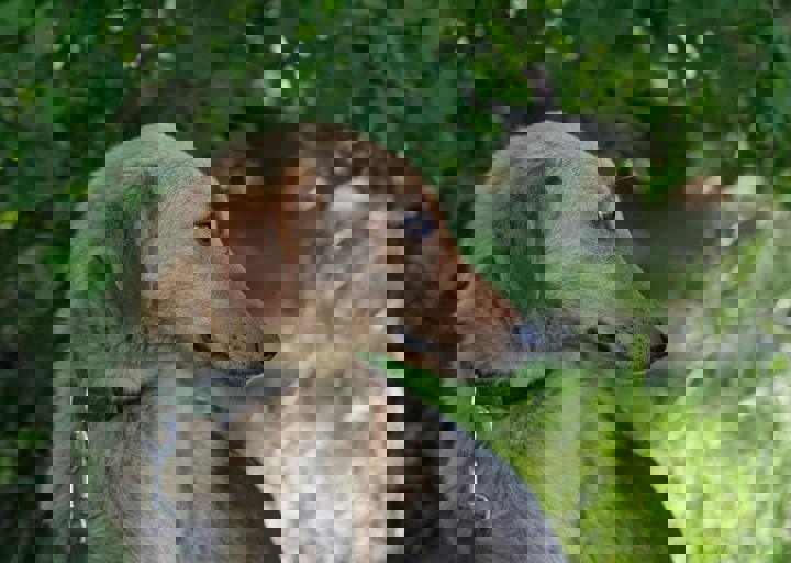 otto2.jpg