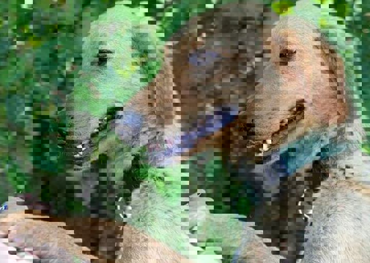 otto3.jpg
