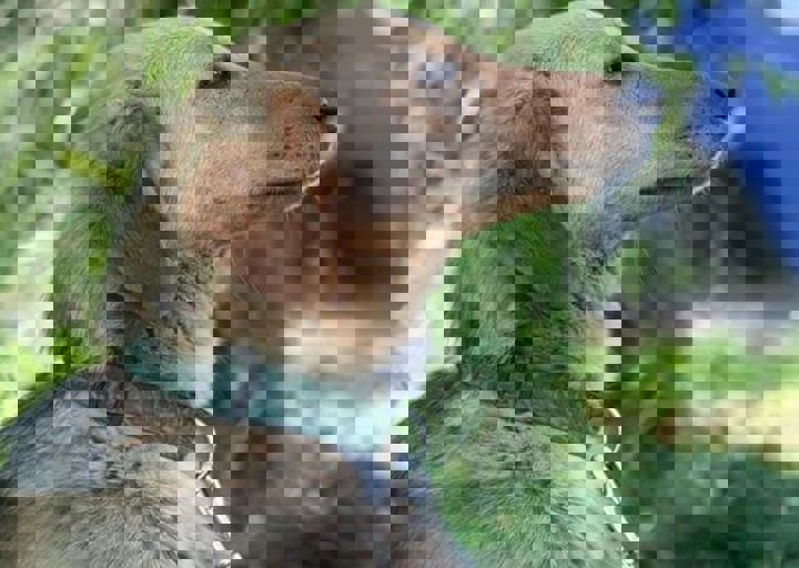 otto5.jpg