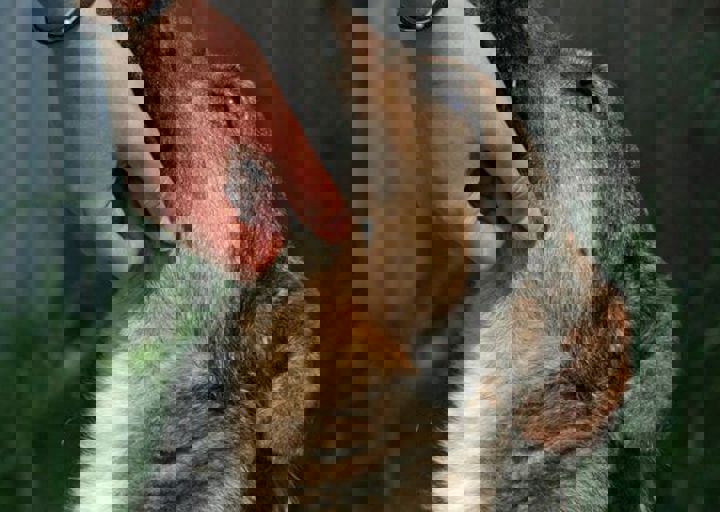 papu4.jpg