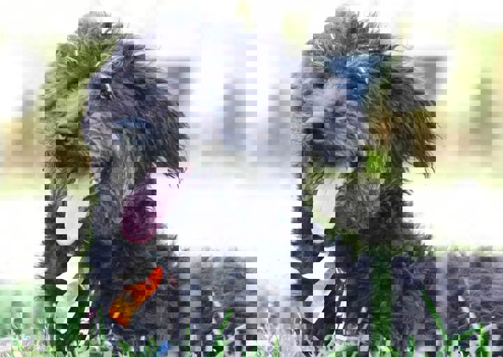 viva.jpg