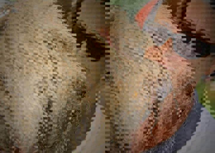 aca_careday_2015_08_23_1003.jpg