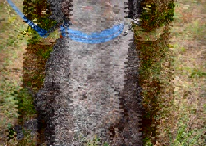 aca_careday_2015_08_23_1079.jpg