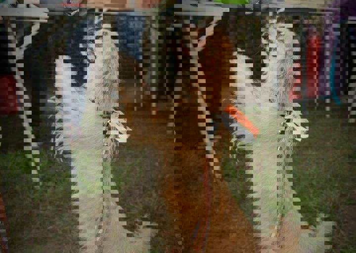 aca_careday_2015_08_23_1137.jpg
