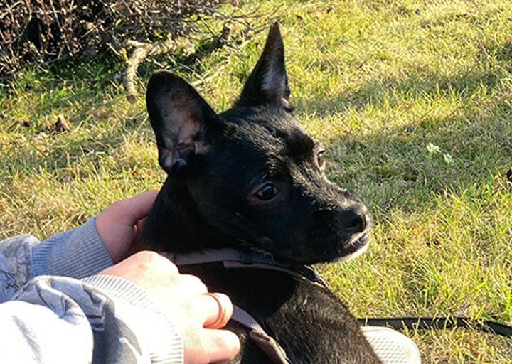 Pontus2