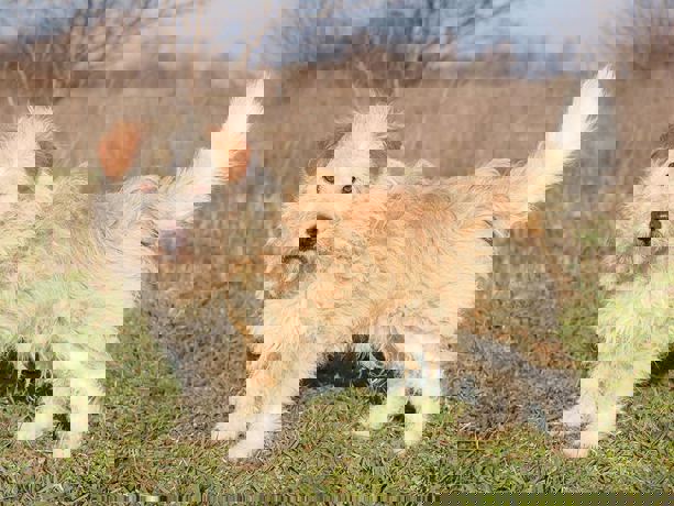 Toto 2