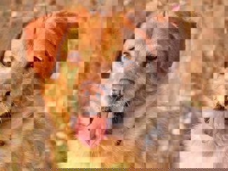 Simon 1