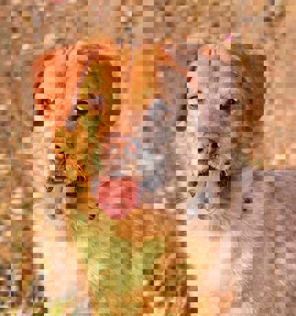 Simon 1