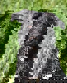 Pepe 1 (1)