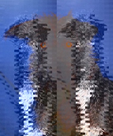 Brian 4