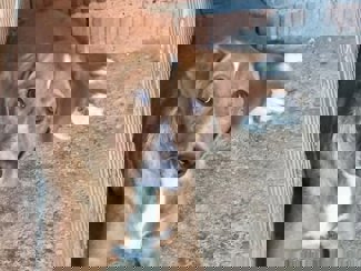 Riki 1