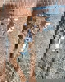 Riki 1