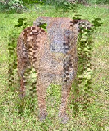 Okra 3