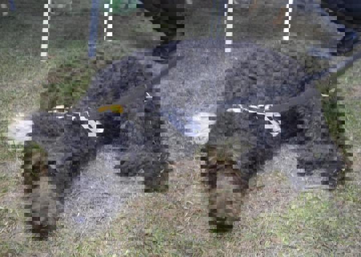 _BZS2546.JPG
