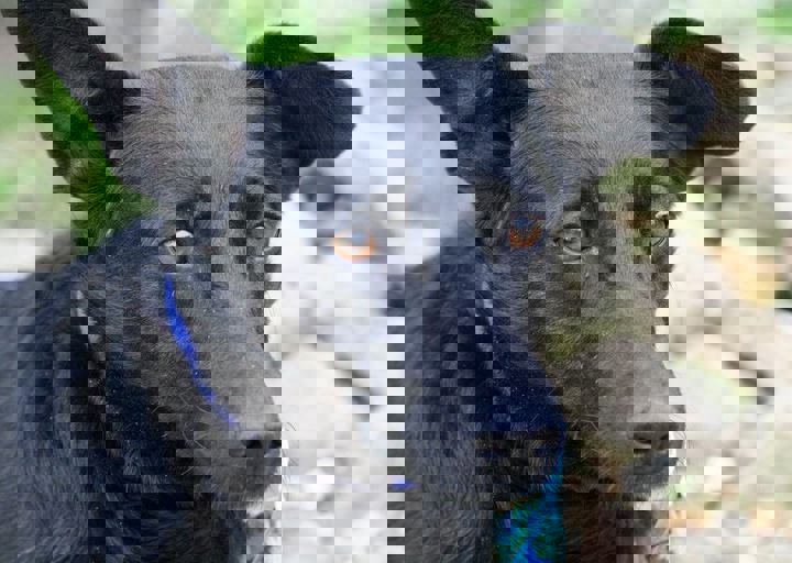 Manci.jpg