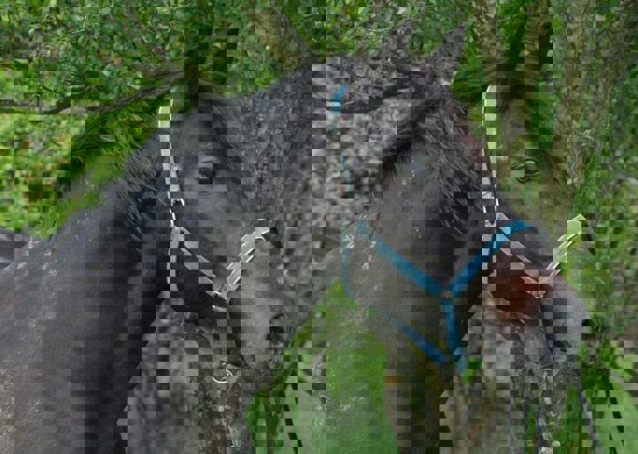 Pferd.jpg