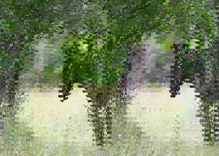 17_06110196.jpg