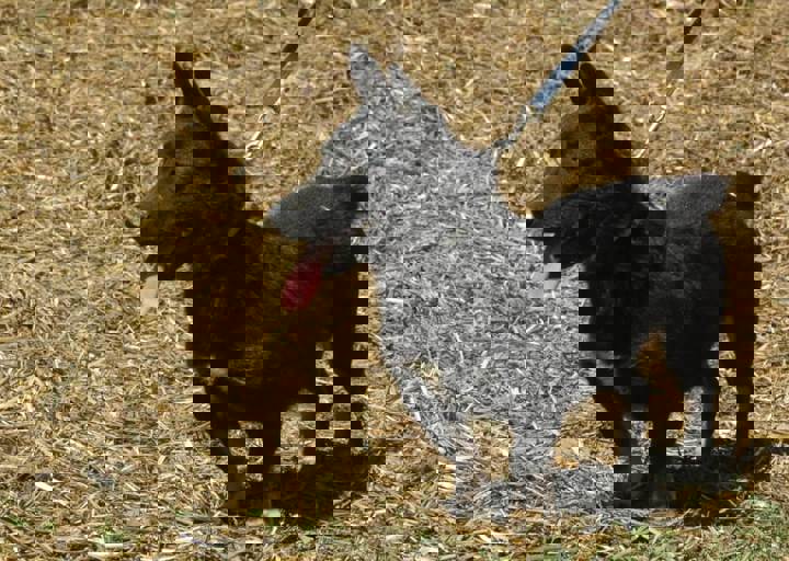 DSC_1950.JPG
