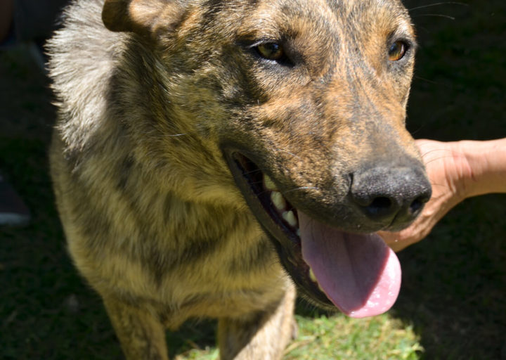 Rudi_(Sarudi)_DSH_4136.jpg
