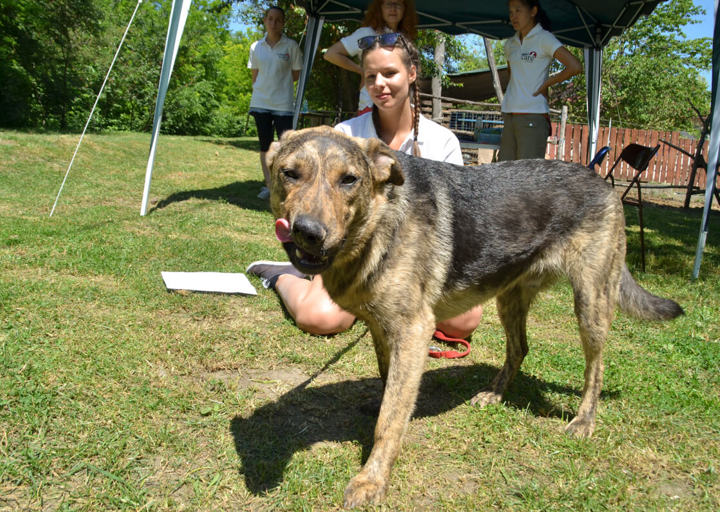 Rudi_(Sarudi)_DSH_4146.jpg