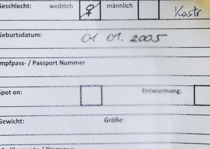 Szafi_1.jpg